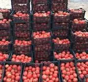Tomato Box